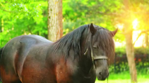 Bay horse grazing in the pasture. Bay is hair coat color of horses, characterized by reddish-brown body color with black mane, tail, ear edges, and lower legs. — Stock Video