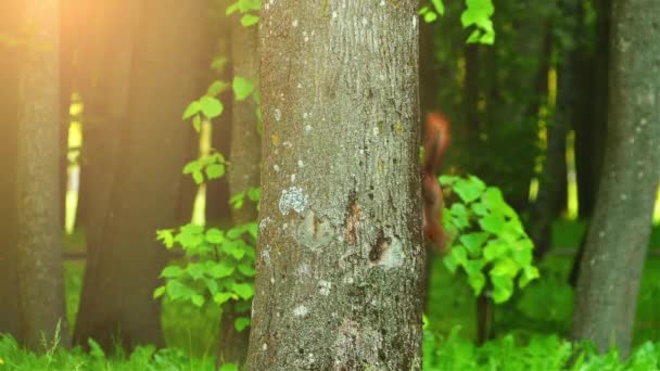 Esquilo vermelho eurasiano corre ao redor da árvore. Esquilo vermelho ou esquilo vermelho eurasiano (Sciurus vulgaris) no gênero Sciurus comum em toda a Eurásia. É um roedor arbóreo e onívoro. . — Vídeo de Stock