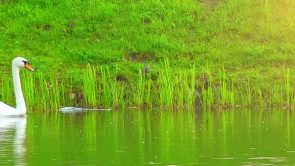 Белый лебедь плавает на пруду. Лебеди являются птицами семейства Anatidae из рода Cygnus. Близкие родственники лебедей включают гусей и уток в подсемейство Anserinae, где они образуют племя Cygnini . — стоковое видео