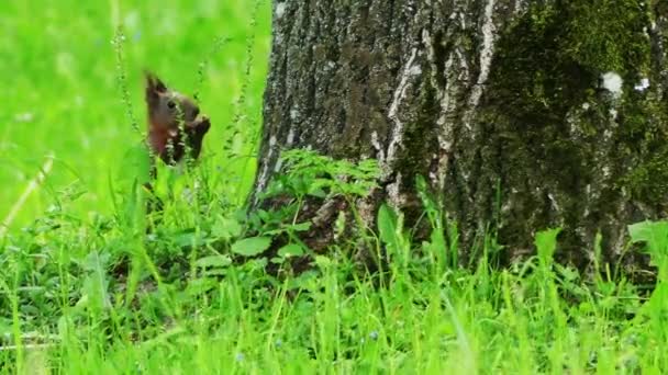 Eurasisches rotes Eichhörnchen nagt an trockenem Zweig. Rotes Eichhörnchen oder eurasisches Rotes Eichhörnchen (Sciurus vulgaris) in der Gattung Sciurus, die in ganz Eurasien verbreitet ist. Es handelt sich um ein baumartiges Allesfresser-Nagetier. — Stockvideo