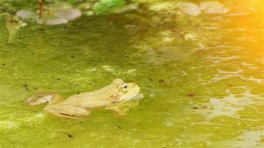 Bataklık kurbağası (Pelophylax ridibundus) Avrupa'nın en büyük kurbağa yerlisi ve gerçek kurbağa ailesine aittir. Yakından ilgili yenilebilir kurbağa ve havuz kurbağası görünümünde çok benzer.