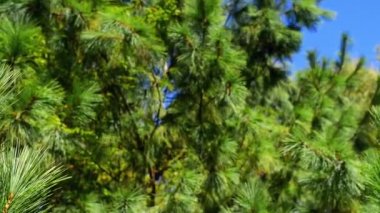 Çam herhangi bir cins Pinus, Aile Pinaceae kozalaklı ağacıdır. Pinus Pinoideae alt familya tek cinsidir. Bitki listesi pines 126 tür adlarını kabul eder..