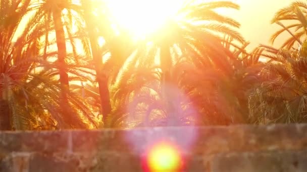 Batan güneşin arka planında sahilde palmiye ağaçları. — Stok video
