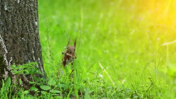 Esquilo vermelho eurasiano roendo galho seco. Esquilo vermelho ou esquilo vermelho eurasiano (Sciurus vulgaris) no gênero Sciurus comum em toda a Eurásia. É um roedor arbóreo e onívoro. . — Vídeo de Stock