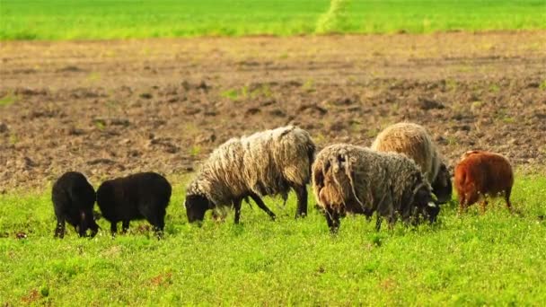 Τα πρόβατα βόσκουν στο βοσκότοπο. Τα οικόσιτα πρόβατα είναι σχετικά μικρά μηρυκαστικά, συνήθως με μια πτυχωμένο μαλλί που ονομάζεται μαλλί και συχνά με κέρατα που σχηματίζουν μια πλευρική σπείρα. — Αρχείο Βίντεο