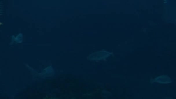 Timelapse 4k: Oceanário com muitas espécies diferentes de peixes . — Vídeo de Stock