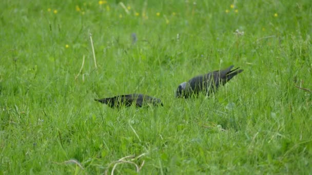 Jackdaw de l'Ouest sautant sur l'herbe verte. Le Crapet royal (Corvus monedula), également connu sous le nom de Crapet royal d'Europe, est un passereau de la famille des corneilles. . — Video