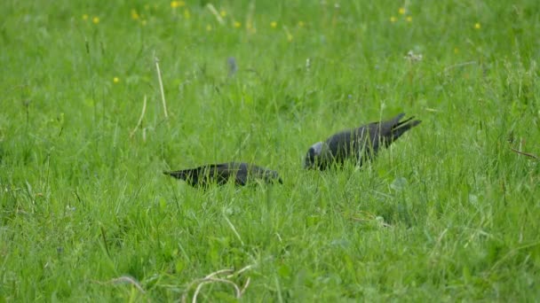 Western Jackdaw saltando sobre la hierba verde. La guacamaya occidental (Corvus monedula), también conocida como la guacamaya euroasiática, o simplemente guacamaya europea, es un ave paseriforme de la familia de los cuervos. . — Vídeo de stock