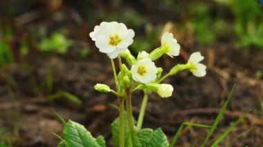 Primula çoğunlukla otsu bitkiler Primulaceae ailesindeki bir cinstir. Çuha çiçeği (P. vulgaris), P. auricula (auricula), P. veris (çiçeği) ve P. elatior (oxlip yaygın türü vardır).