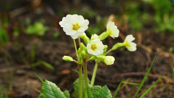Primula é um género botânico pertencente à família Primulaceae. Espécies comuns são prímula (P. vulgaris), P. auricula (auricula), P. veris (cowslip) e P. elatior (oxlip ). — Vídeo de Stock
