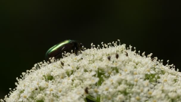 Magydaris panacifolia, endemismo de Mallorka, España. Magydaris es un género de plantas herbáceas perteneciente a la familia Apiaceae. . — Vídeo de stock