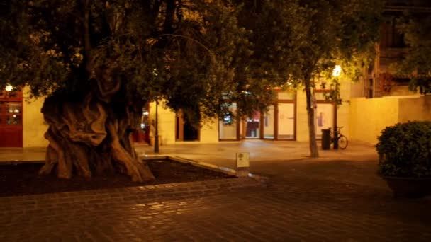 En eski zeytin ağacı Palma - Plaza de Cort. Palma başkenti ve en büyük Mallorca, özerk topluluğun Balear Adaları İspanya olduğunu. — Stok video