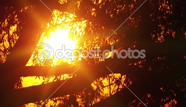 Güneşli disk ağaçların arasından parlar.