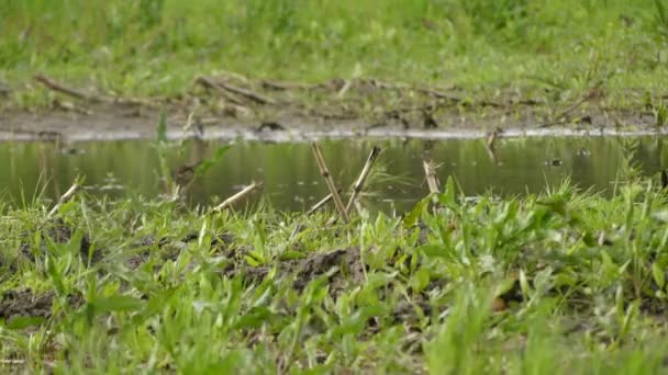 Ruhiger Fluss fließt im Gras auf einer Sommerwiese. — Stockvideo