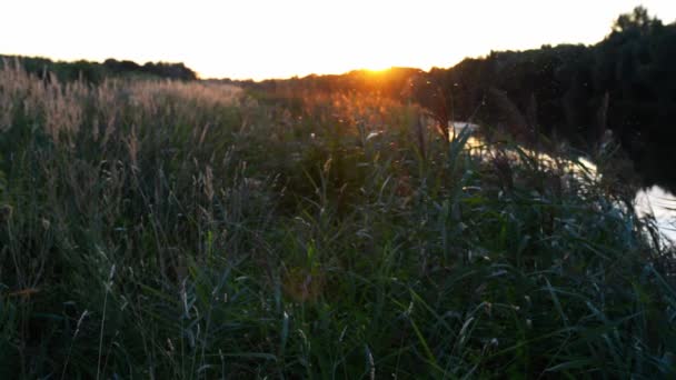 Mosquitos voando perto do rio ao pôr do sol . — Vídeo de Stock