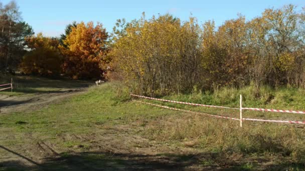 Gdansk, Polen - 24 oktober 2015: Competitie hondenslee in herfst park. — Stockvideo