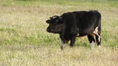 Otlakta otlayan boğa dölleyen. Sığır halk dilinde inekler büyük evcil ungulates en yaygın türüdür.