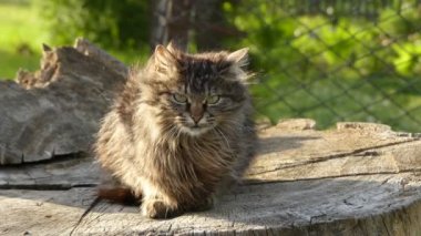 Kabarık kedi büyük bir ağaç kütüğü üzerinde oturuyor. Evcil kedi veya yabani kedi (Felis silvestris catus) küçük, tipik kürklü, etobur memeli.
