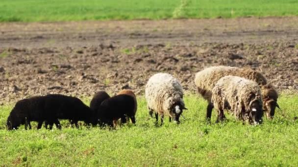 Вівці пасуться в пасовищі. Домашні вівці відносно невеликі жуйки, зазвичай з обсмаженим волоссям, що називається вовною і часто з рогами, що утворюють бічну спіраль . — стокове відео