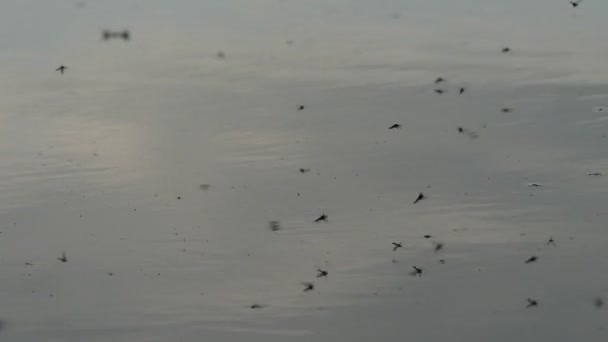 Τα κουνούπια πετούν πάνω από μια λακκούβα σε ένα χωματόδρομο. Τα κουνούπια είναι μικρό, κουνούπι-σαν μύγες που αποτελούνται από οικογένειας Culicidae. Τα θηλυκά από τα περισσότερα είδη είναι εκτοπαράσιτα, τρυπούν το δέρμα κεντρικούς υπολογιστές να καταναλώνουν το αίμα. — Αρχείο Βίντεο