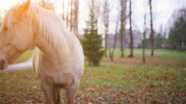 Palomino at takım mera otlatma. Palomino bir at, bir altın ceket ve beyaz yele ve kuyruk oluşan kat rengindedir.