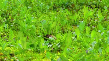 Ortak starling (Sturnus vulgaris), ayrıca Avrupa starling olarak ya da sadece starling, Britanya Adaları olarak bilinen bir orta ölçekli starling aile, Sturnidae familyasından.
