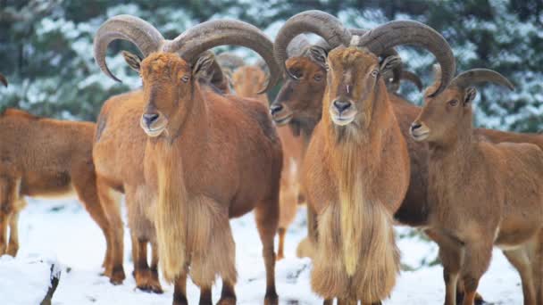 Варварская овца (Absotragus hobvia) - вид капризных (goat-antelope), обитающий в скальных горах Северной Африки. Также известен как aoudad, waddan, arui и arruis. . — стоковое видео