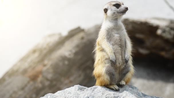 Meerkat o suricato, è un piccolo carnivoro appartenente alla famiglia delle manguste (Herpestidae ). — Video Stock