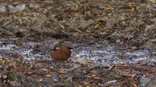 Pěnkava obecná (Fringilla coelebs), obvykle známý jednoduše jako pěnkavu, je společné malý zpěvný pták z finch rodiny. Muž je pestře zbarvena modro šedá čepice a rez červený lem. — Stock video