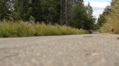 genç güzel kadın uzun saçlı kısa elbise orman yolu köpek kira kontratı ile çalışır