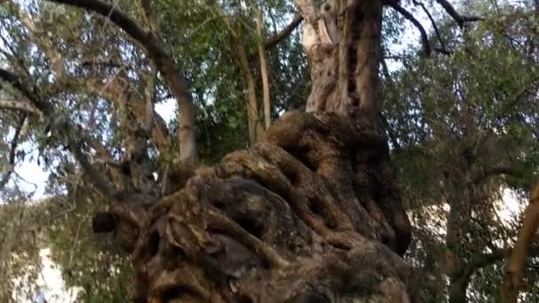 De oudste olijfboom Palma - Plaza de Cort. Palma is de hoofdstad en grootste stad van autonome gemeenschap van Mallorca, Balearen in Spanje. — Stockvideo