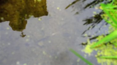 Yansıma yaz yağmur sonra bir su birikintisi bir Ortodoks Kilisesi.