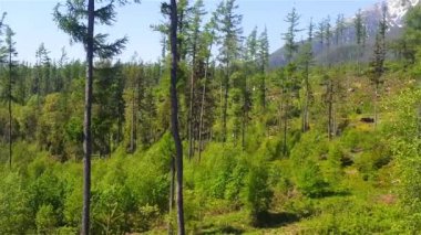Karışık yoğun orman Tatras, Slovakya eteklerinde.