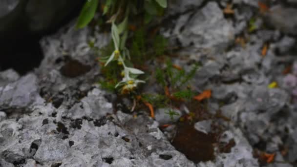 Paklenica canyon fiume carsico è parco nazionale in Croazia. Si trova a Starigrad, Dalmazia settentrionale, alle pendici meridionali del monte Velebit, non lontano da Zara. Mala e Velika Paklenica . — Video Stock