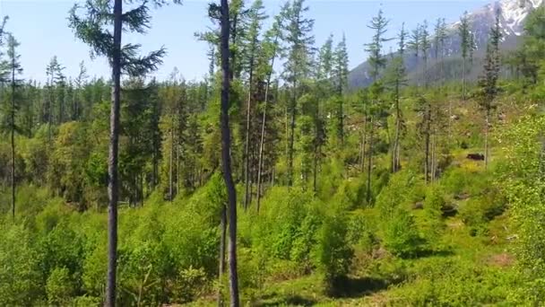 Mieszany las gęsty, u podnóża Tatr, Słowacja. — Wideo stockowe