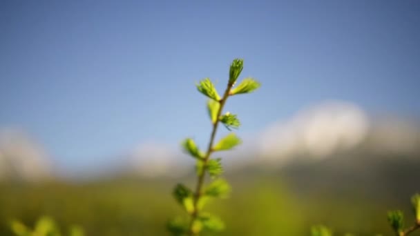 Przenieść fokus: Tatry, Tatrach lub tatrzańskie, są górskiego, który tworzą naturalną granicę między Słowacją a Polską. — Wideo stockowe