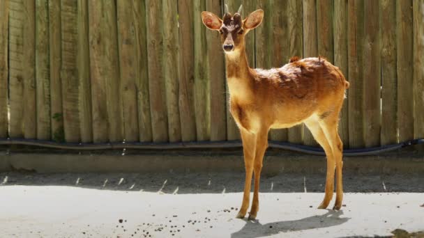 El corzo siberiano (Capreolus pygargus) es una especie de corzo en el noreste de Asia. . — Vídeo de stock