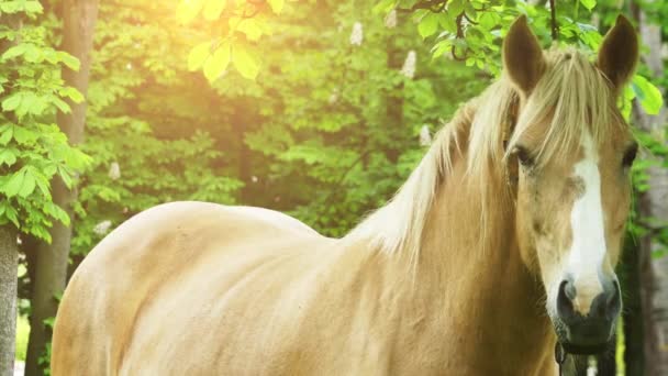 Palomino traje de caballo pastando en el pasto. Palomino es un color de capa en caballos, que consiste en una capa de oro y melena blanca y cola . — Vídeos de Stock