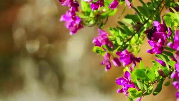 Bienen sammeln Nektar aus roten Blüten auf dem Hintergrund eines Wasserfallstrahls. — Stockvideo