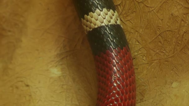Ampropeltis triangulum annulata, comúnmente conocida como la serpiente lechera mexicana, es una especie no venenosa de serpiente lechera. . — Vídeo de stock