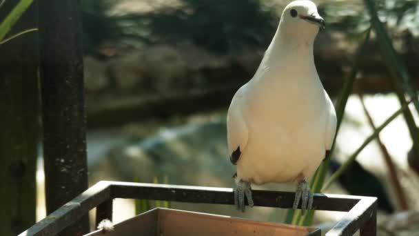 Biały gołąb jedzący jedzenie z koryta w parku miejskim latem. — Wideo stockowe