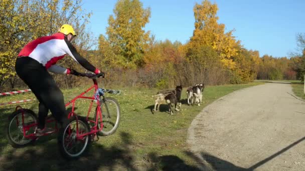 GDANSK, POLONIA - 24 DE OCTUBRE DE 2015: Concurso de trineos para perros en el parque de otoño . — Vídeos de Stock