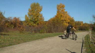 Gdansk, Polonya - 24 Ekim 2015: Rekabet dogsleds sonbahar Park.
