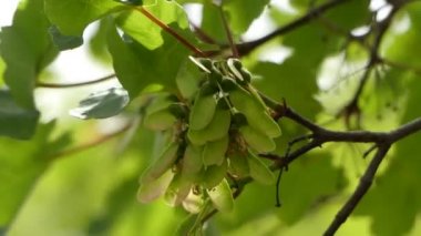Acer opalus subsp. granatense, alt türü Acer opalus, Sapindaceae ailesine ait ağacıdır. Kuzey Afrika, Mallorca Adası ve İber Yarımadası'nın güneydoğu endemik bir tür olduğunu.