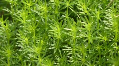 Galyum crespianum, Rubiaceae familyasından kuzey ve güney yarımkürenin ılıman bölgelerinde bulunan yıllık ve çok yıllık otsu bitkilerin büyük cinsine ait bir bitki dir. Bazı türler - Bedstraw.