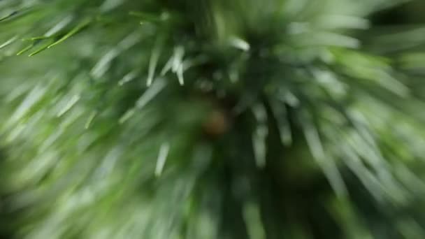 Il pino è un qualsiasi albero di conifera del genere Pinus, della famiglia delle Pinaceae. Pinus è l'unico genere della sottofamiglia Pinoideae. La Lista Vegetale accetta 126 nomi di specie di pini . — Video Stock