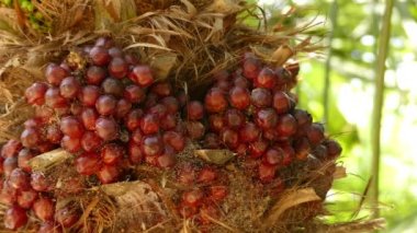 Chamaerops çiçekli bitkiler palmiye palmiye ailesindeki bir cinsidir. tek şu anda tam olarak kabul edilen Chamaerops humilis, çeşitli Avrupa fan palmiye veya Akdeniz cüce palmiye denilen türdür.