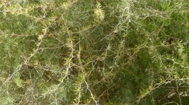 Kuşkonmaz albus, beyaz kuşkonmaz kuşkonmaz, Aile Asparagaceae ait bir bitki türüdür. Akdeniz yabani kuşkonmaz mı.
