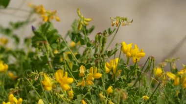 Coronilla valentina, portekiz, İspanya, Malta ve Hırvatistan (Dalmaçya) anavatanı baklagilgilgilgilgilgilgilgilgiller familyasından Coronilla cinsinde çiçekli bitki türüdür.).