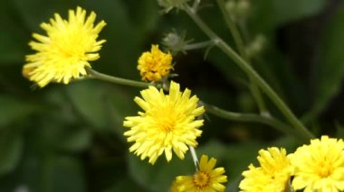 Crepis triasii bitki, kompozit sarı yaprakları ile birçok türün bir ailenin bir bitkidir.